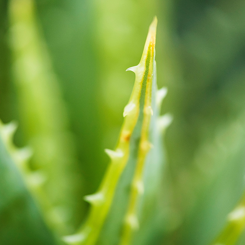 An aloe vera leaf is shown - one of the all natural skincare ingredients in Eco Chic Movement products